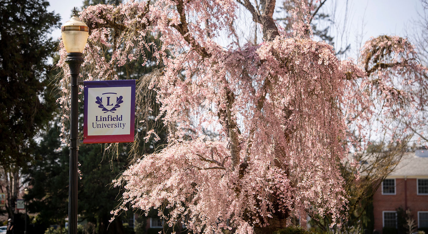 photo of cherry blossoms on the Linfield campus.