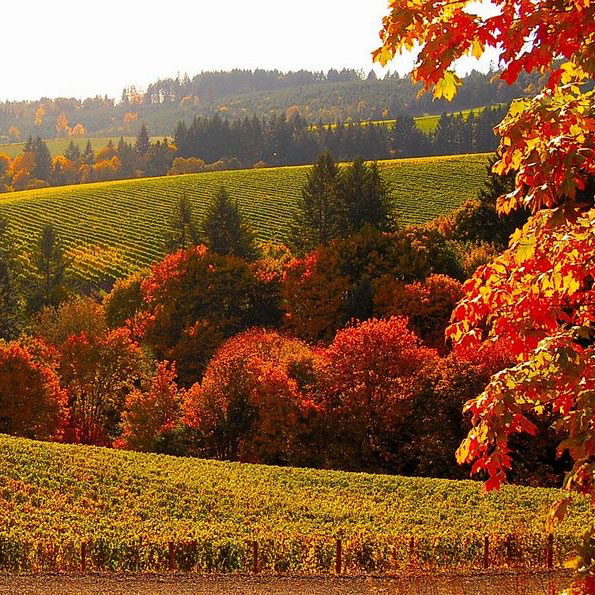 Vineyards in the fall.