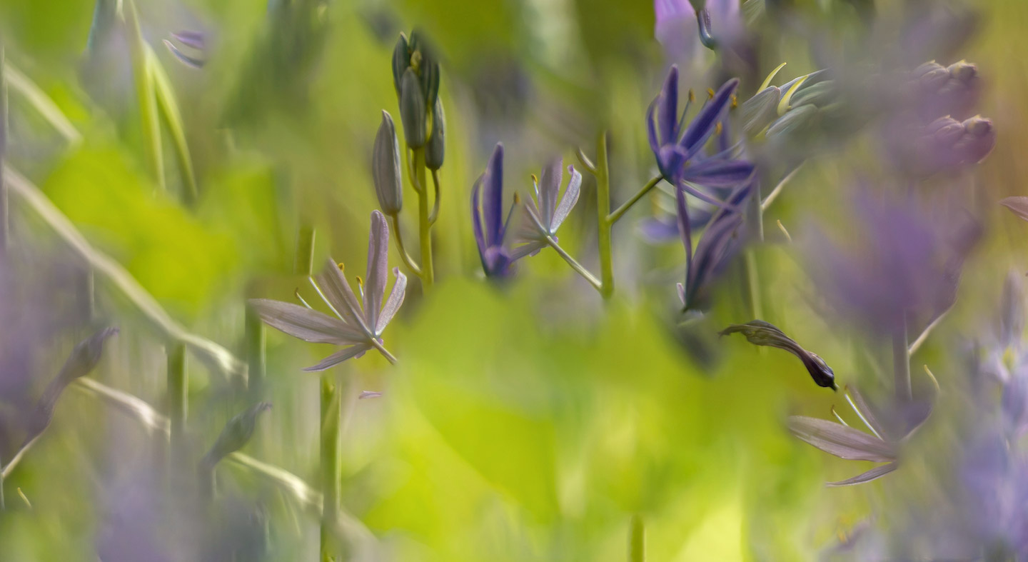 Camas in full bloom in Cozine Creek