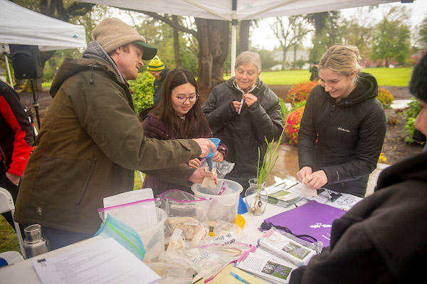 A booth at Camas Fest showing visitors how to harvest camas flowers
