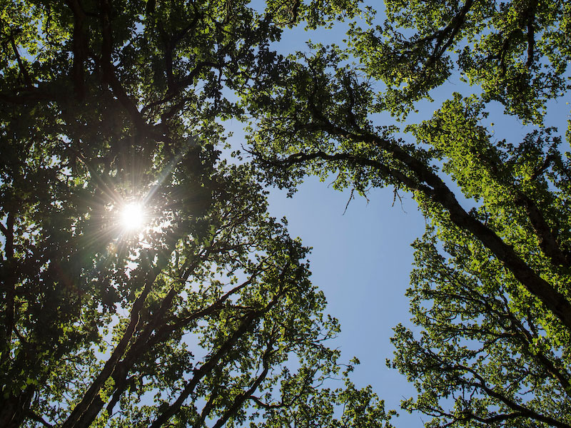 sun shining through the tree tops