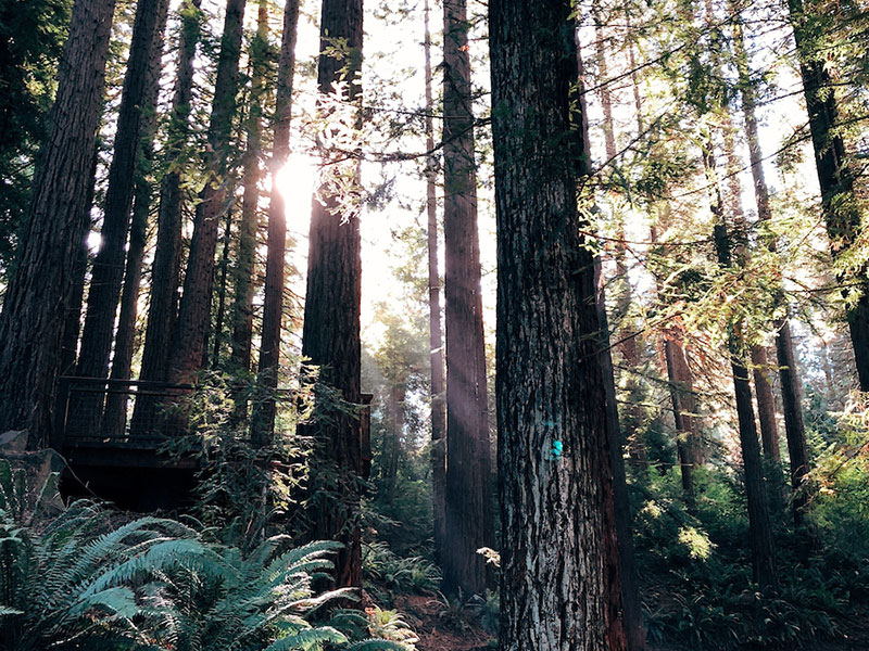 trail in Forest Heights, Portland