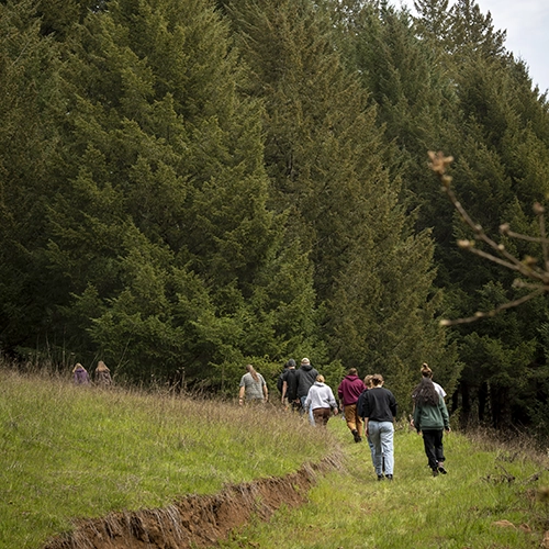 Students hiking into a row of trees.