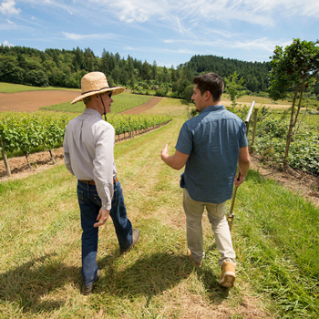 Professor and student walking through row of vineyards in discussion