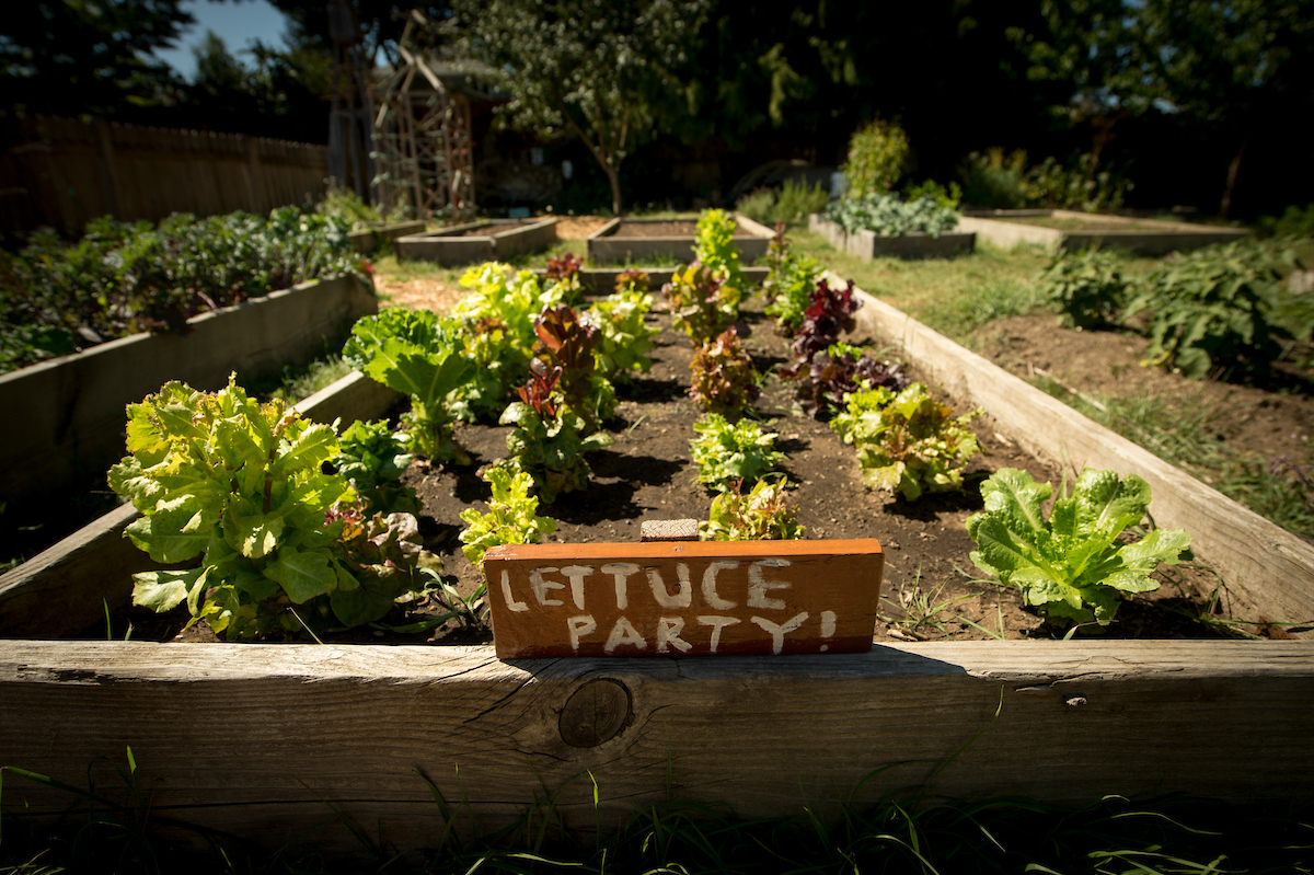 Lettuce party sign in the Linfield Garden, managed by students and volunteers