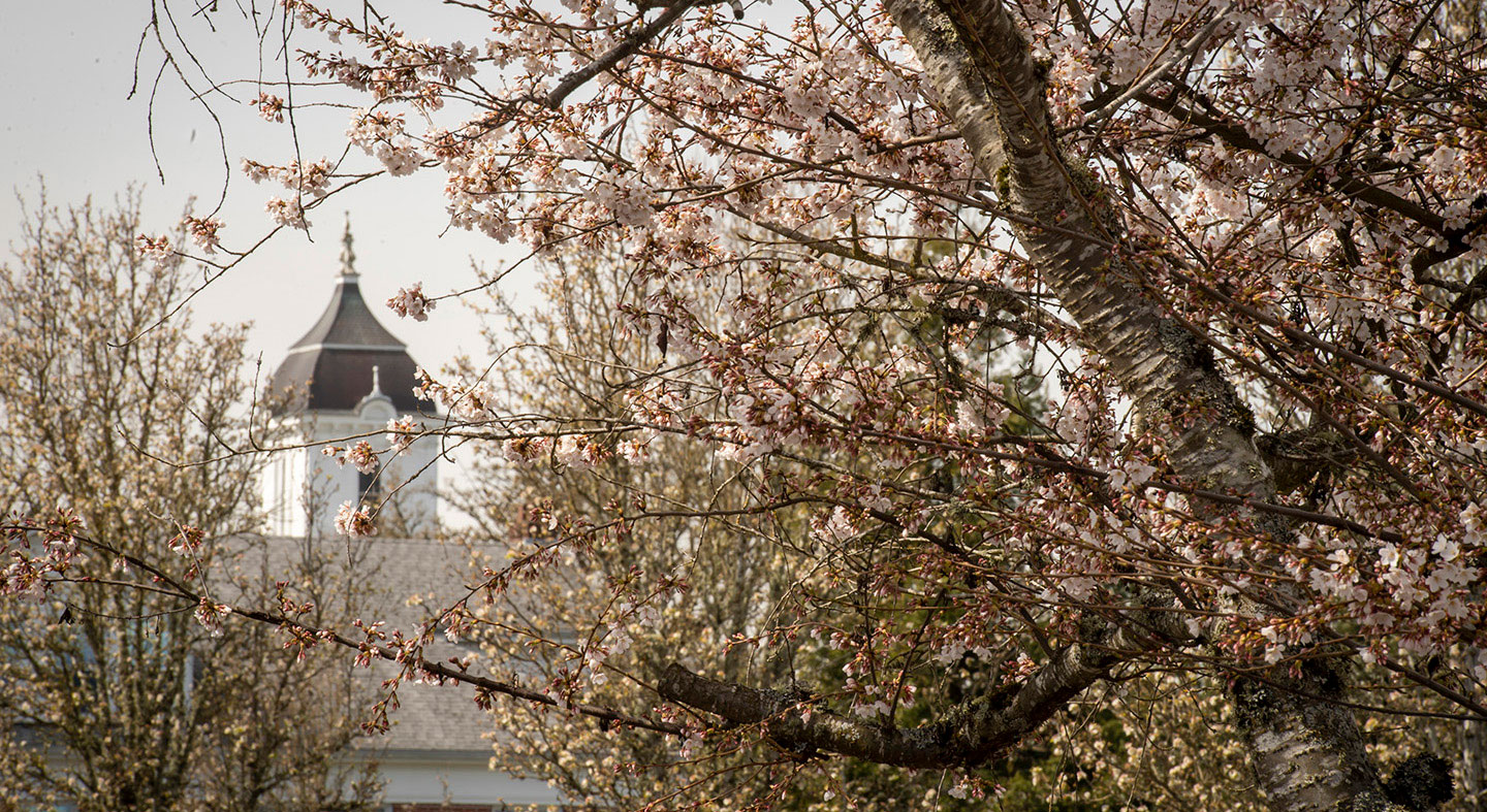 The top of Pioneer Hall seen through cherry blossoms.