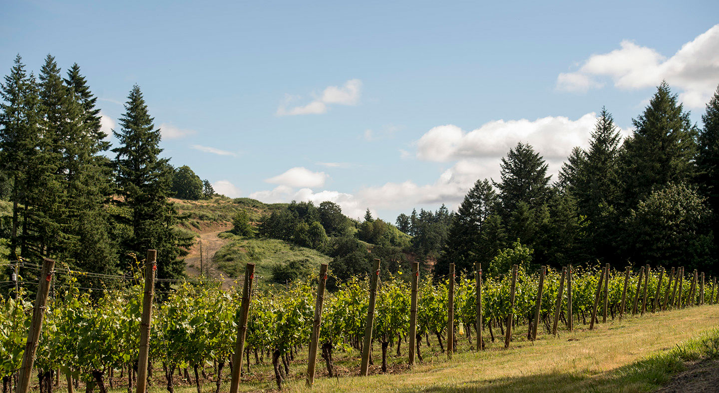 https://www.linfield.edu/assets/images/std-masts/scenic/Beck-Crawford-Vineyard.jpg