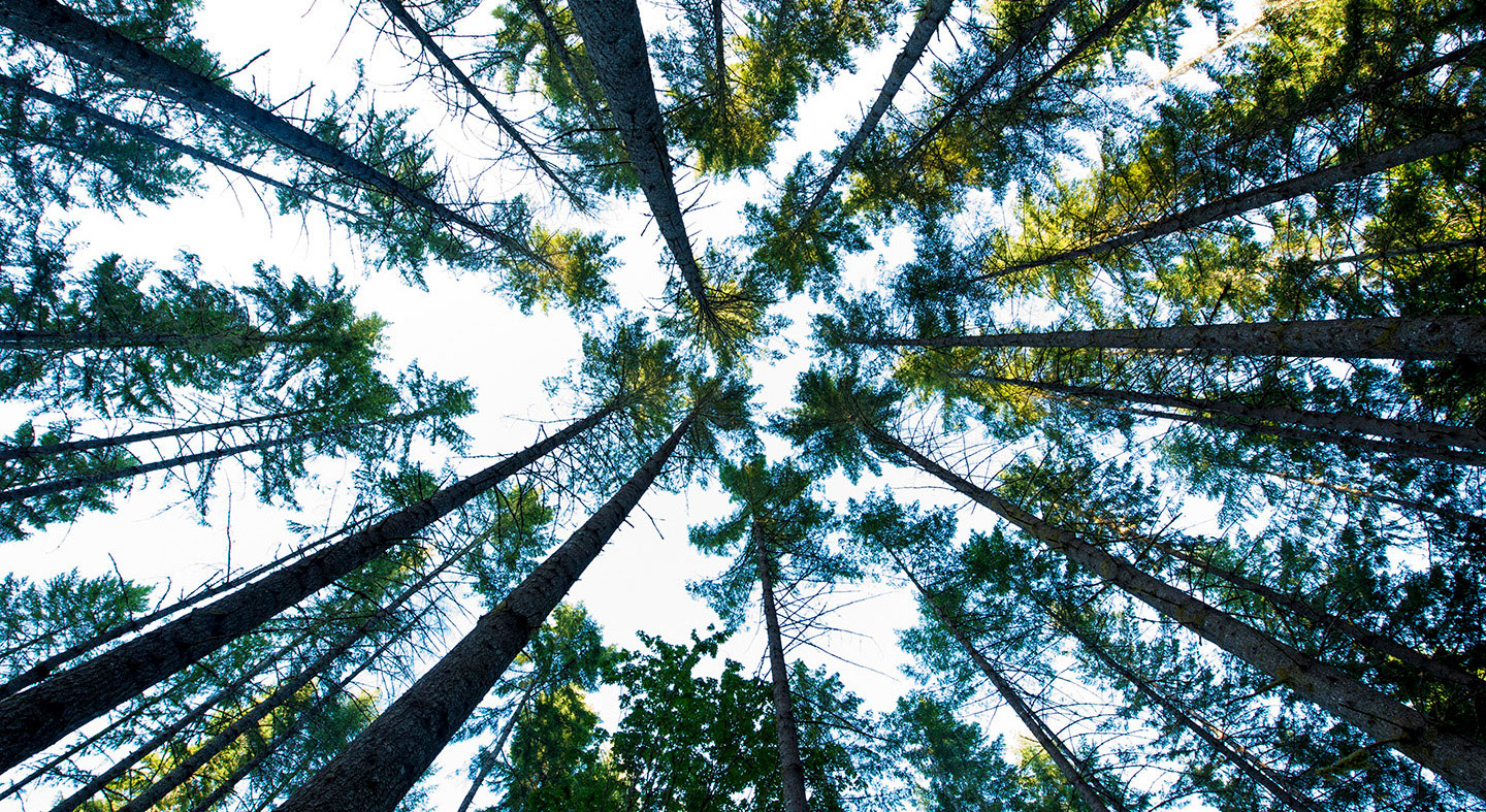 tree tops in Miller Woods