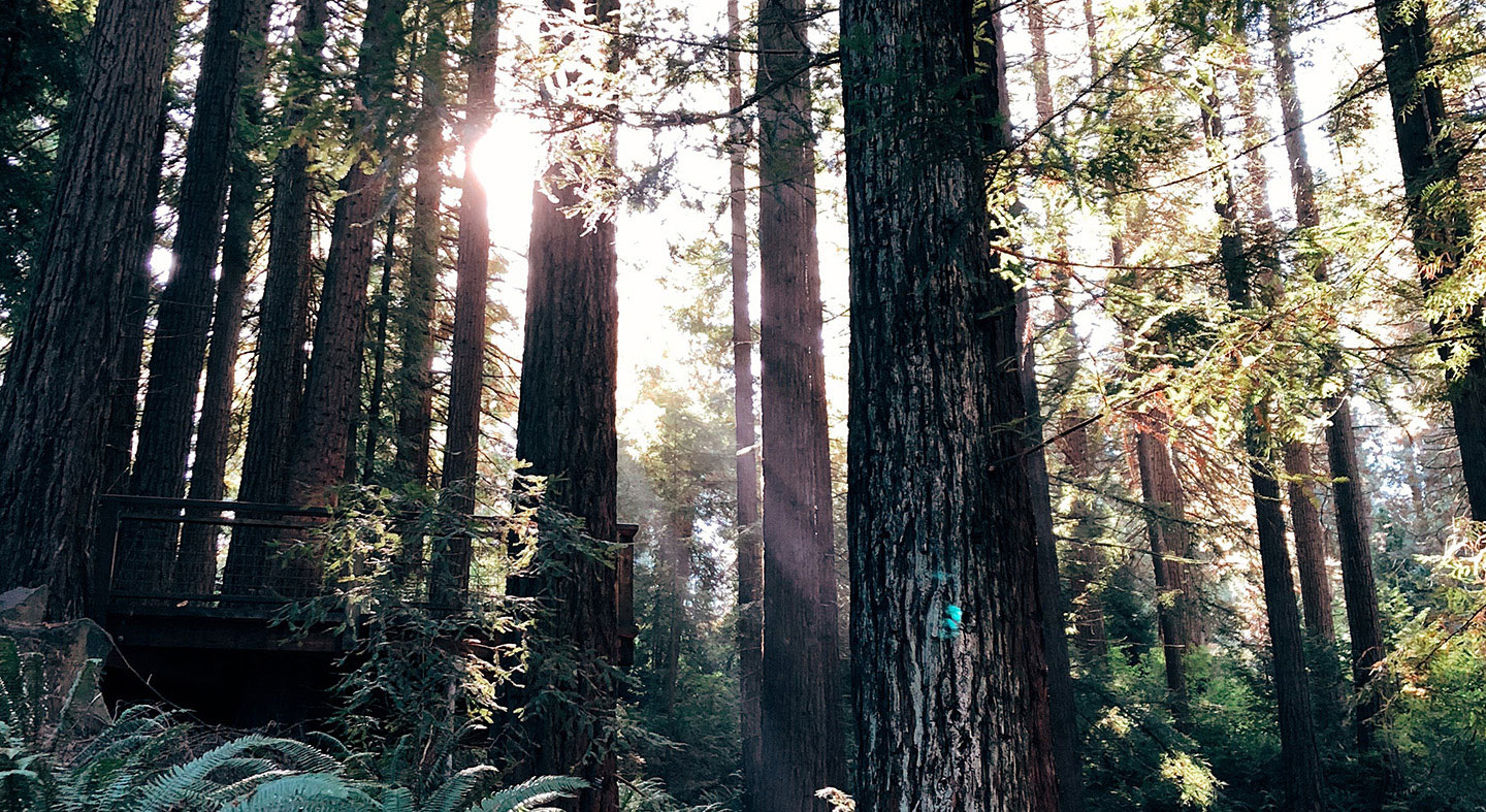 sunshine through the trees in a Portland park