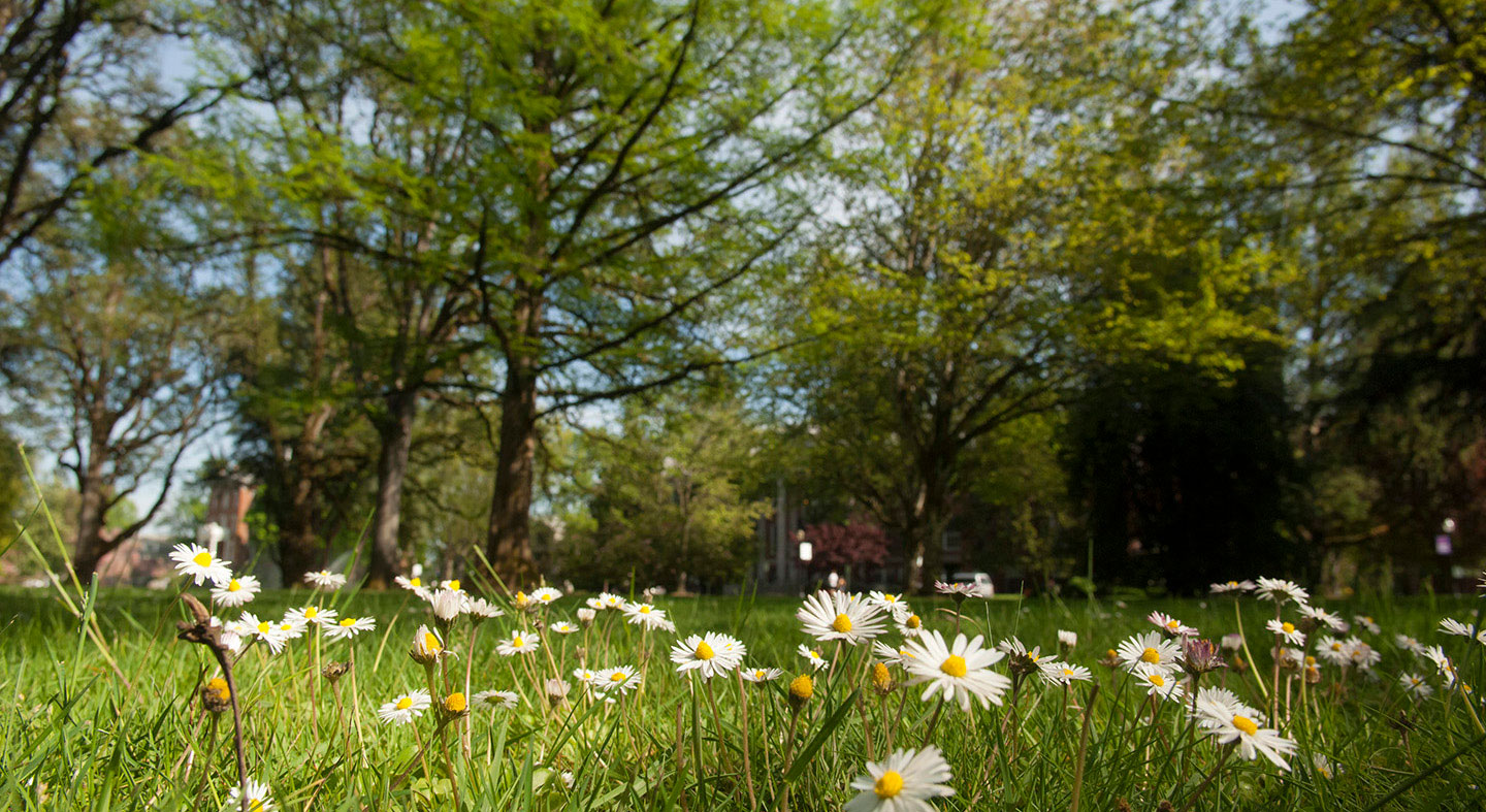 A field of daisies in Miller Woods.
