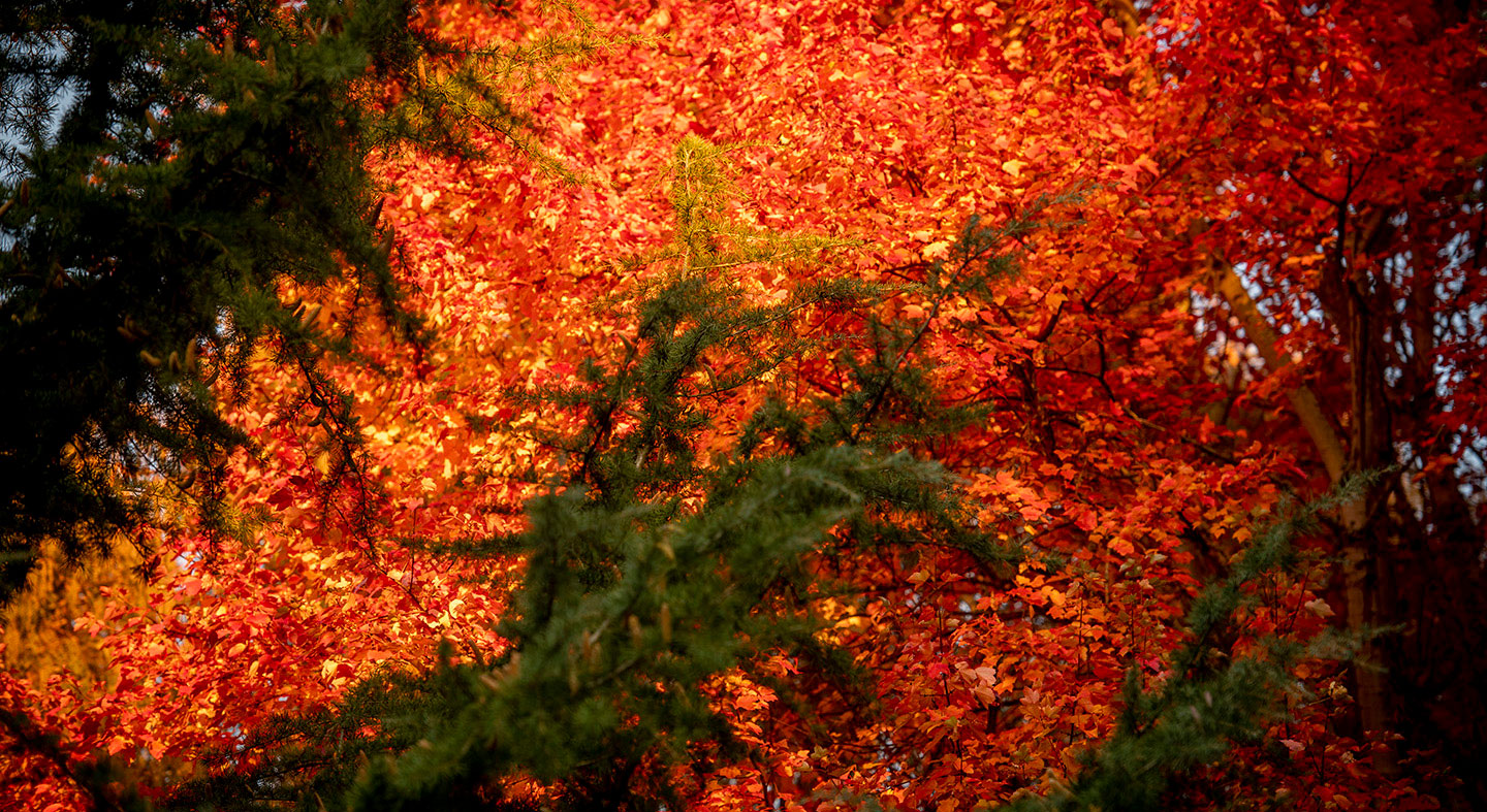 fall tree leaves on campus