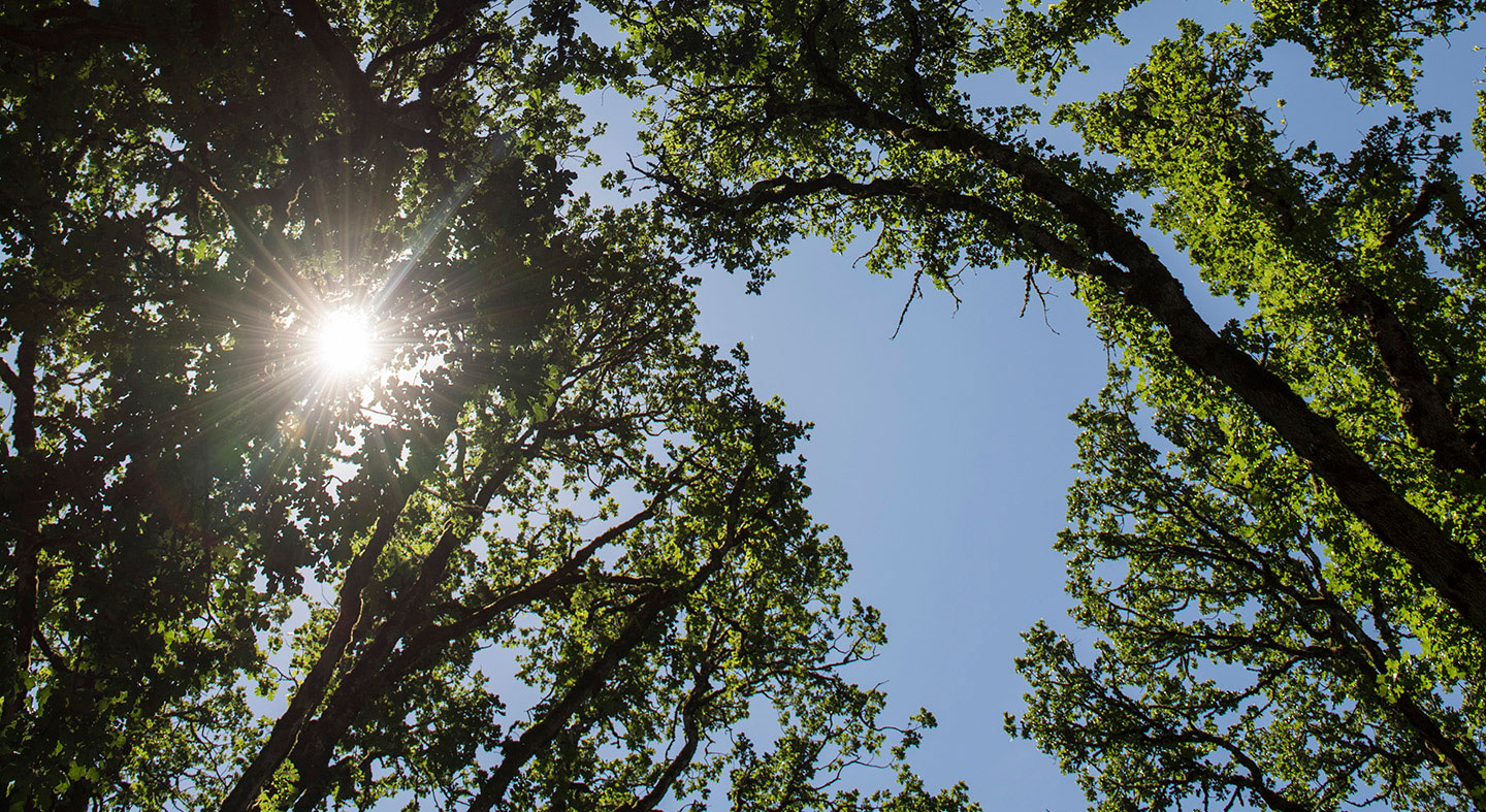 sunlight through the tree tops