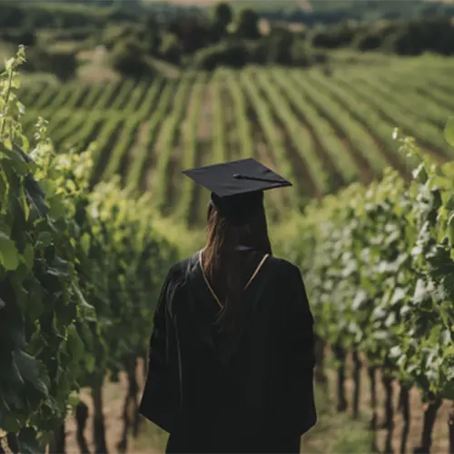 a graduate wearing their graduation gown, standing in a vineyard.